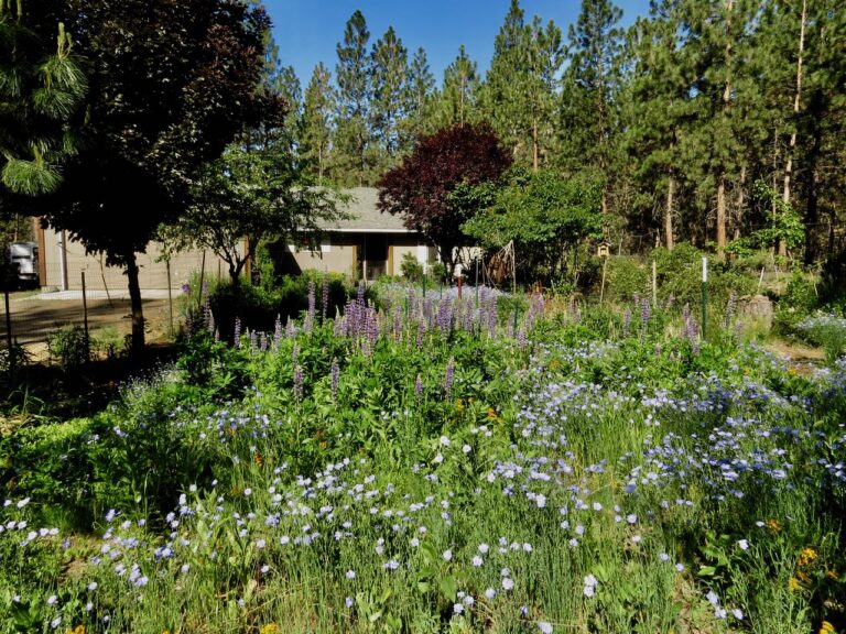 The Tug of Home and our Pollinator Garden