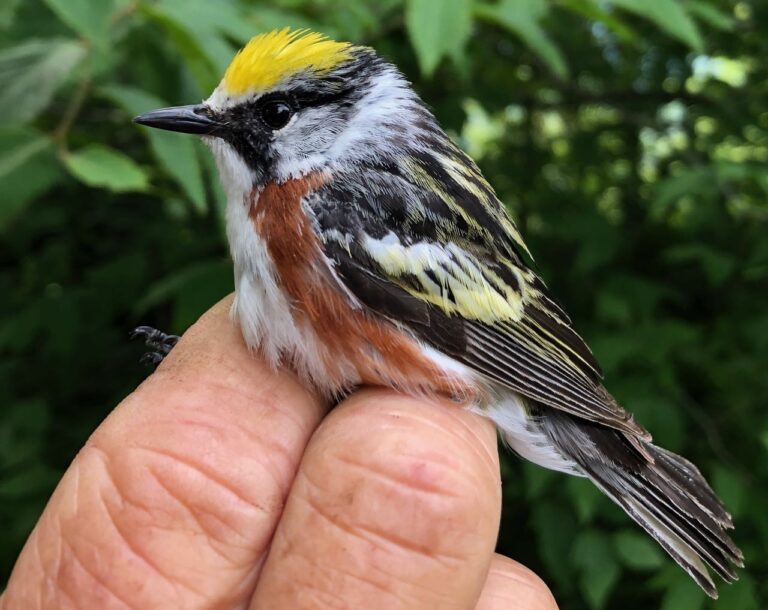 Interdependence Day: Time for a New Celebration