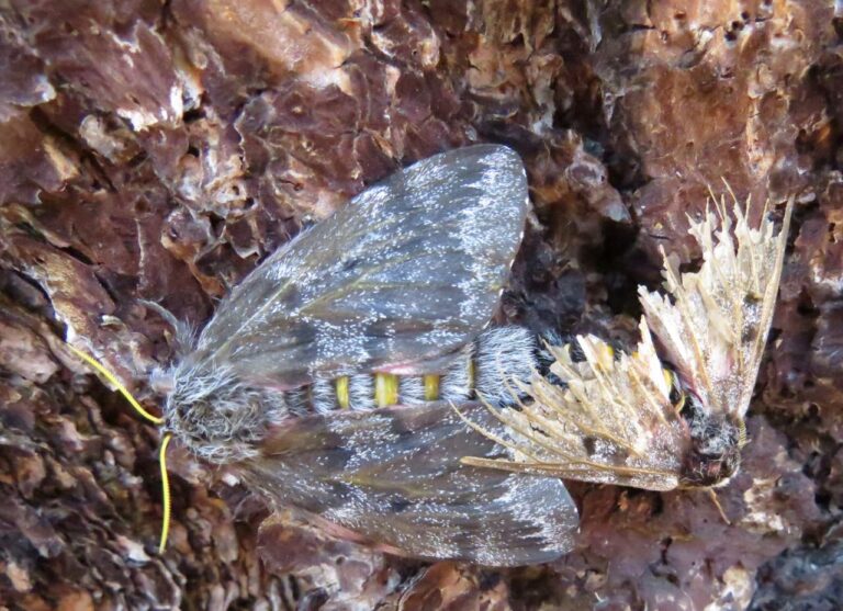 Pandora Moth Date Night