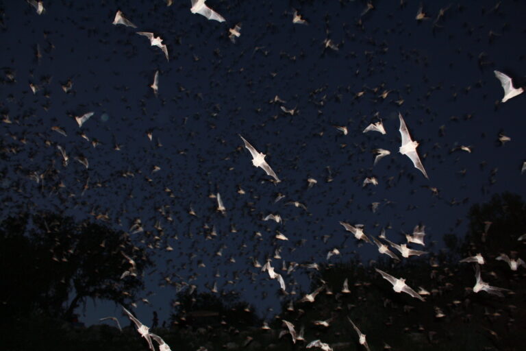 An Impossibility of Bats: a Halloween Tribute