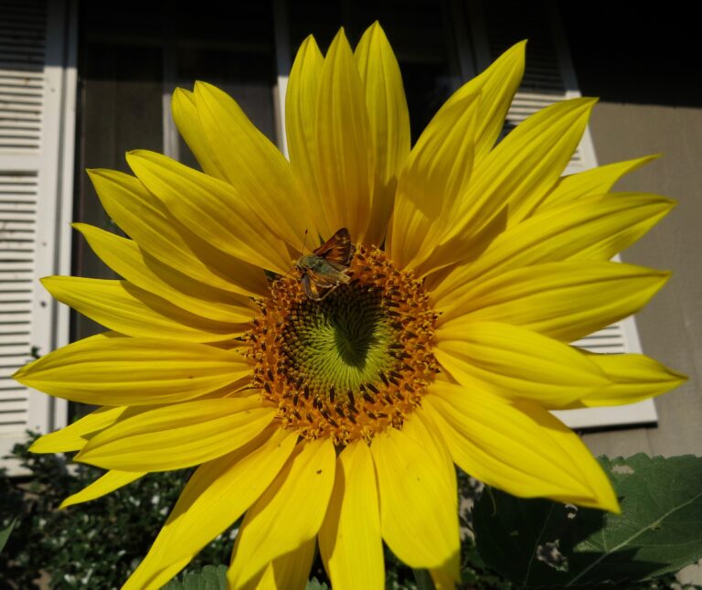 Winter Sunflowers Bent but Not Broken