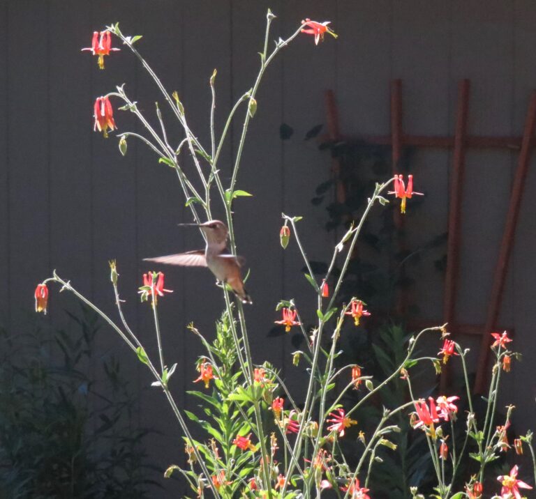 Our Garden for Wildlife in Photos