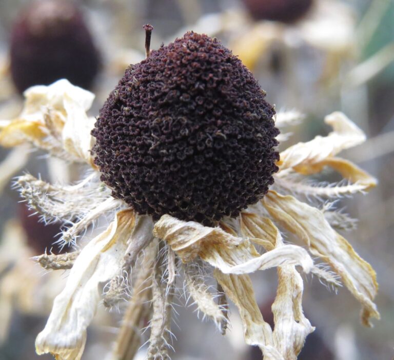 Wild Yard Gone to Seed