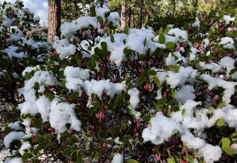 Come Home to Nature: Shelter in Place Tips for the Pandemic