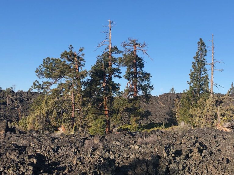 A Canyon Wren Sings from the Lava