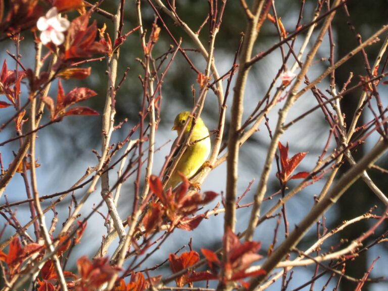 Chasing Rays of the Setting Sun