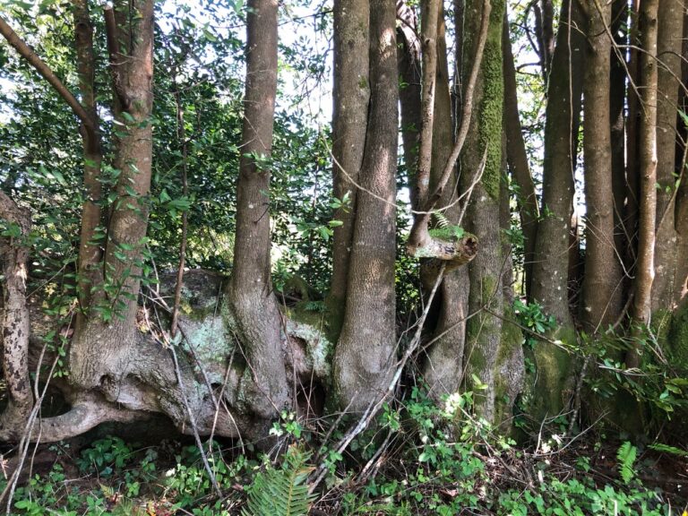 Forest Nurses Give Life to the Trees