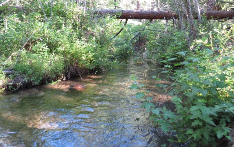 Outdoor Office on Melodious Creek
