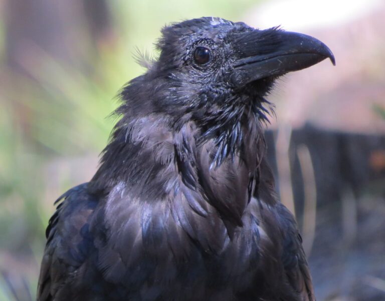 Questions for Raven Watchers and other poems