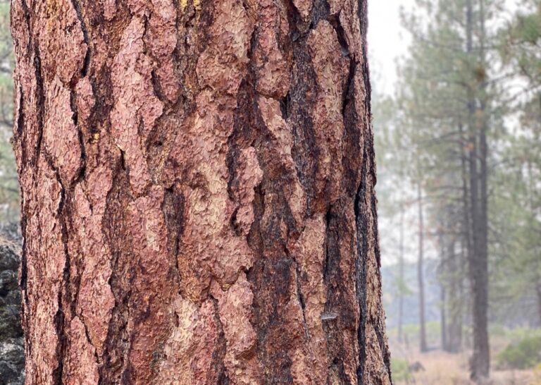 Wildfire Wake-up: Save Carbon-storing Forests and Celebrate Acts of Heroism