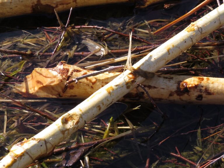 “Sitting and Whittling”- Beaver Wisdom