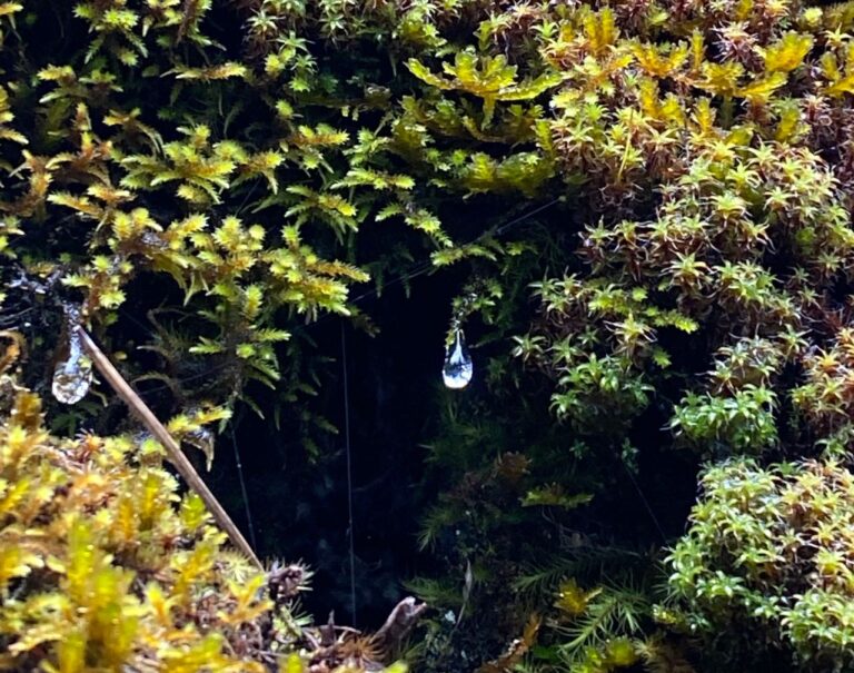 Poems on the Cusp of Spring