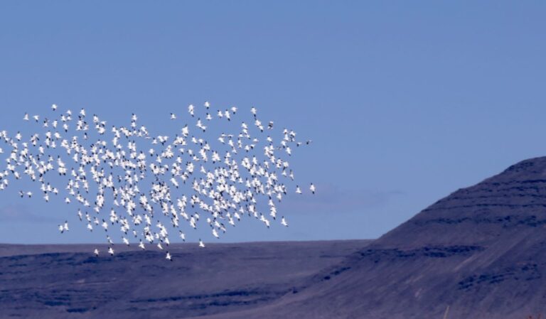 What Flocking Snow Geese Tell Us