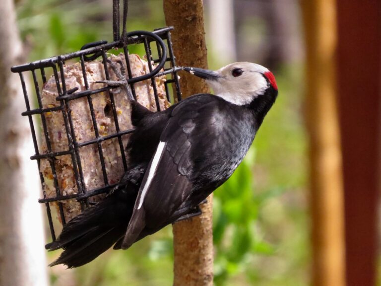 White-headed Woodpecker – Messenger from Ancient Pines- Comes to our Yard