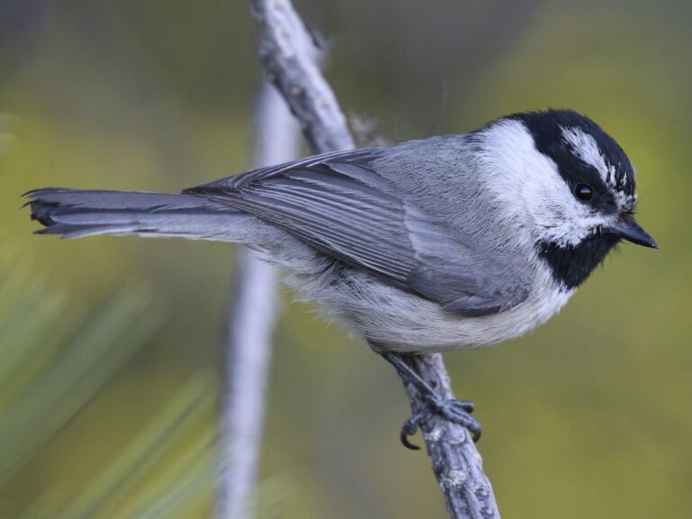 A Banditry of Chickadees on Juneteenth