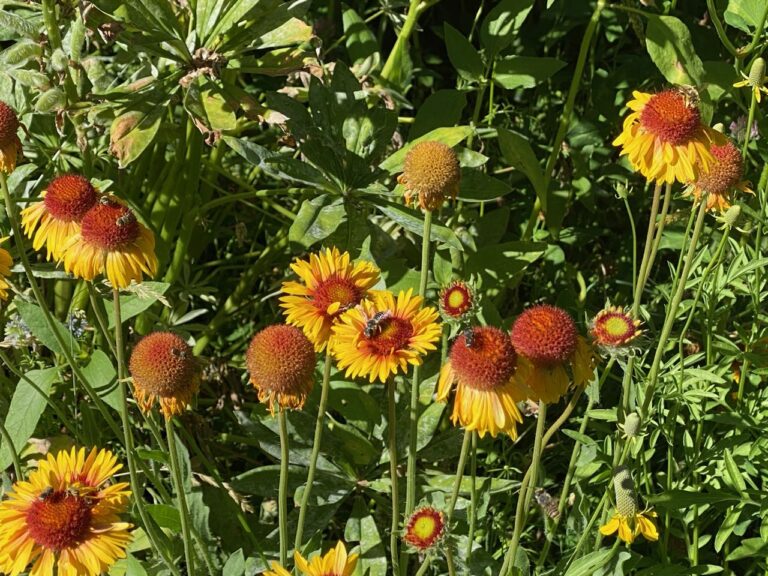 Heat Wave: Poems and Aphorisms