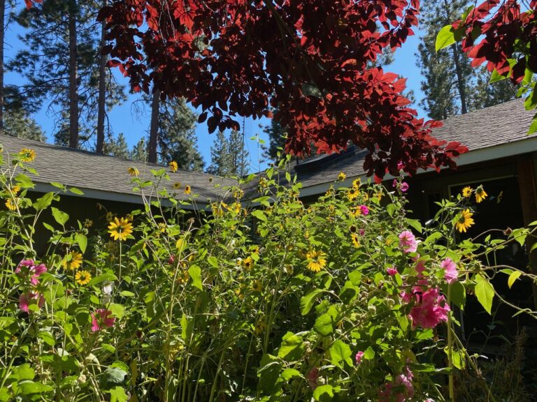 The Sound of Sunflowers Singing