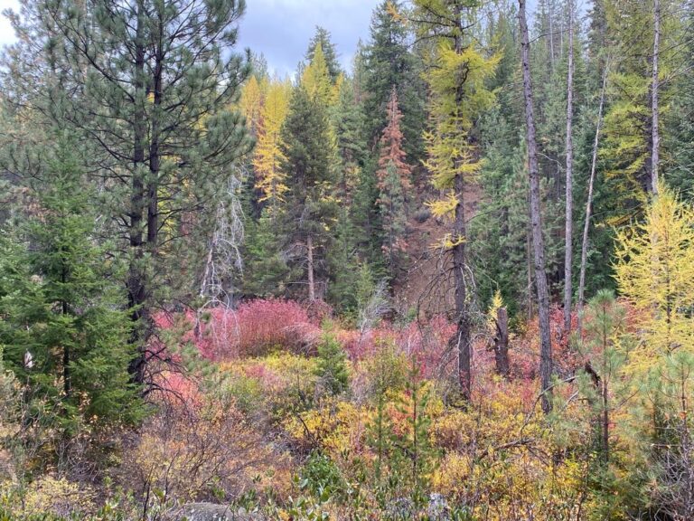 Poems Carried on an Autumn Wind
