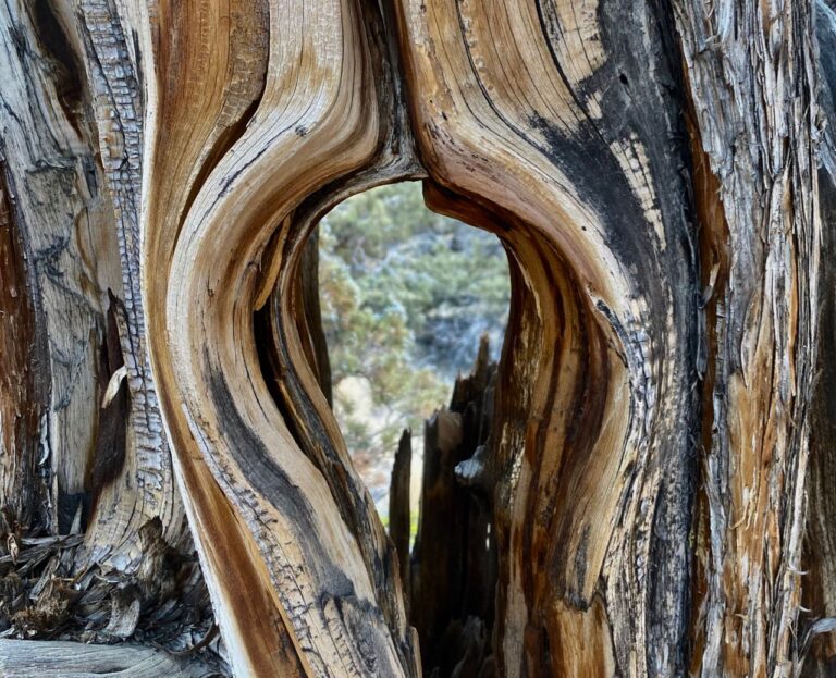 Opening my Eyes Anew in Covid Time