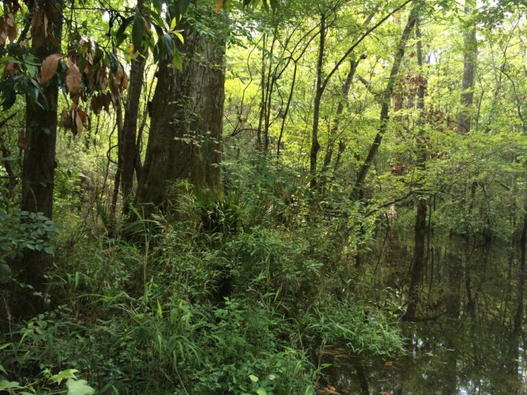 Stand Up for Forests of the Southeast