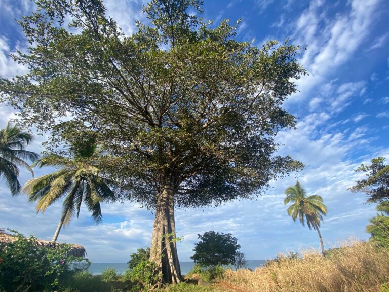 The Woman Who Slept in a Tree