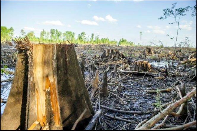 How to Defeat the Biomass and Logging False Solutions to Climate Change