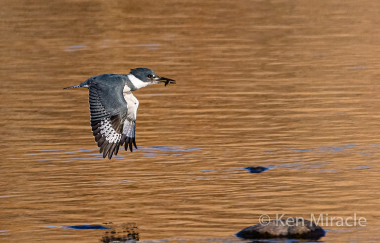 Finding the Rare in the Familiar