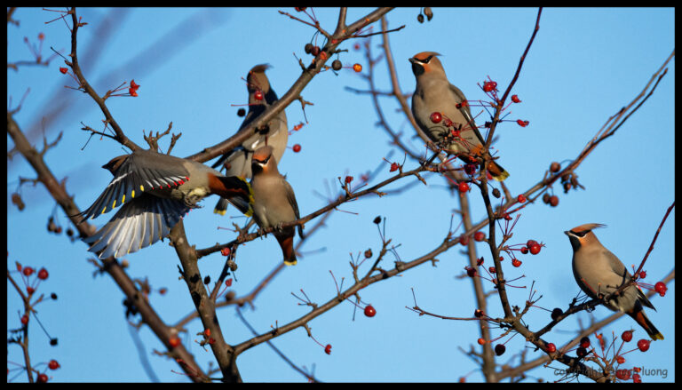 Waxwing Choreography