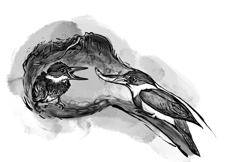 Bird Wisdom: To Burrow is to Nurture