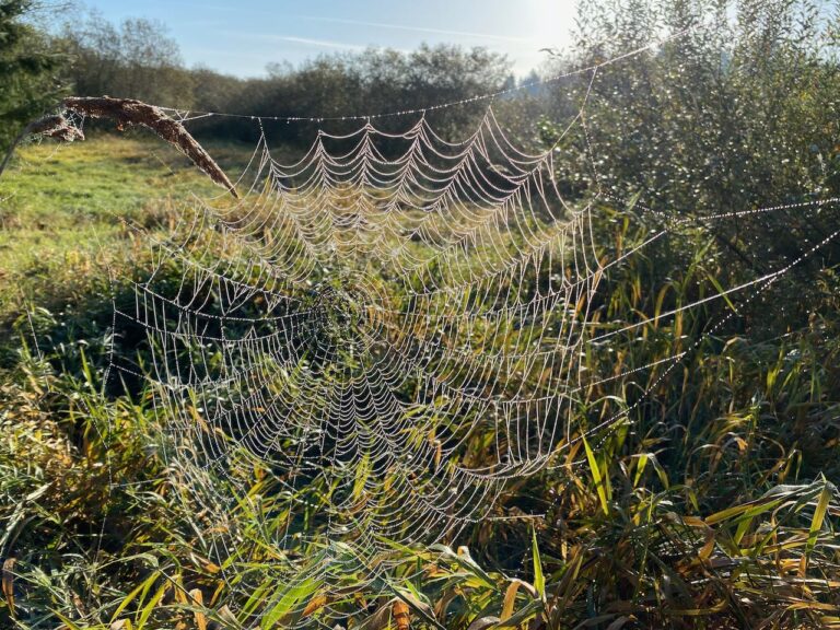 Millicoma Marsh- a positive climate and education story