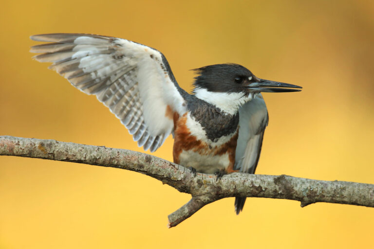 Never Enough: The Kingfisher and The Peregrine