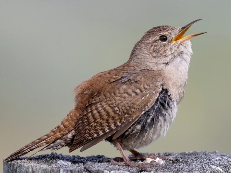 Of House Wrens and our Acoustical Yard