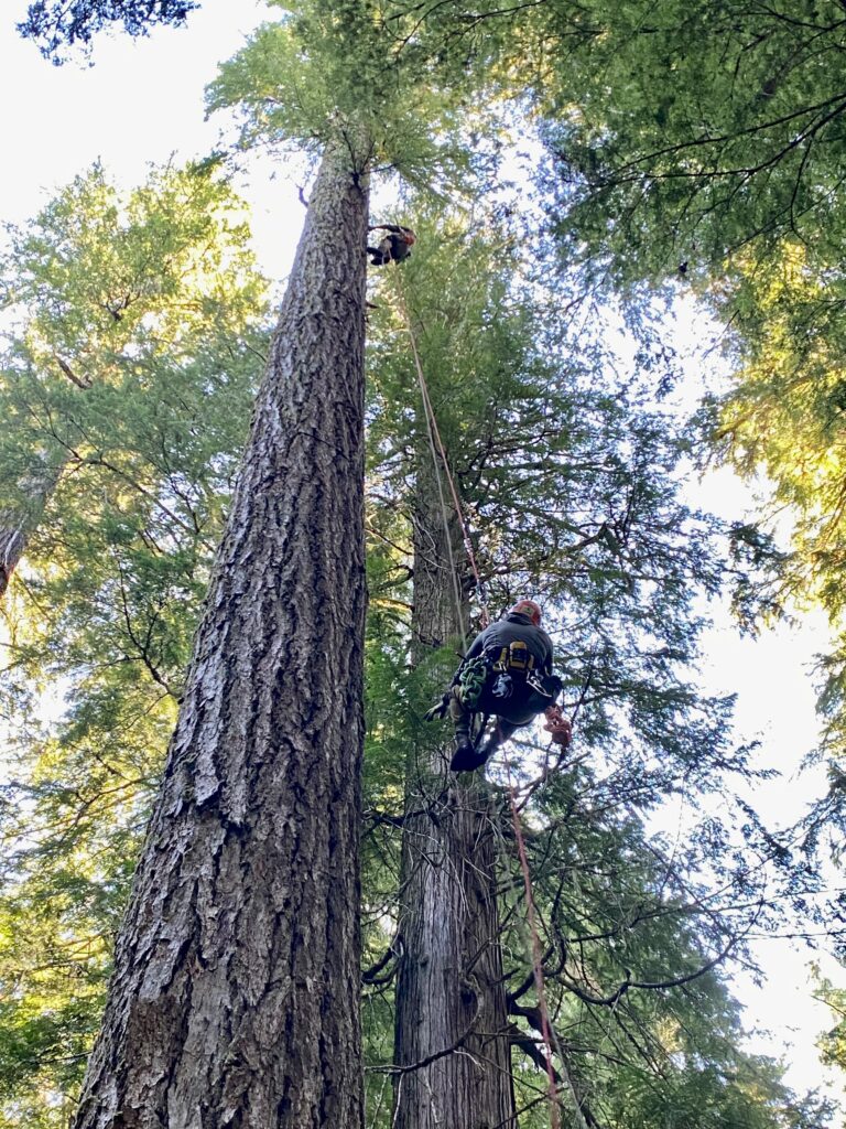 Tall Tree Climb