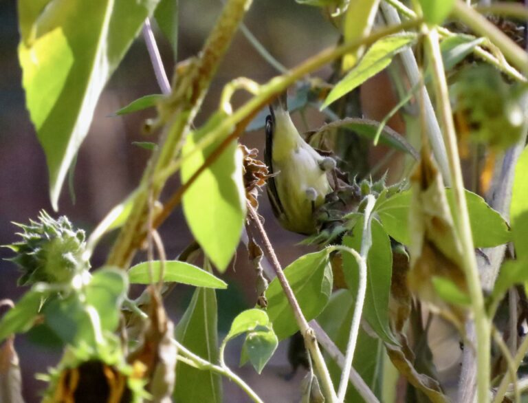 The Elegance of Disarray