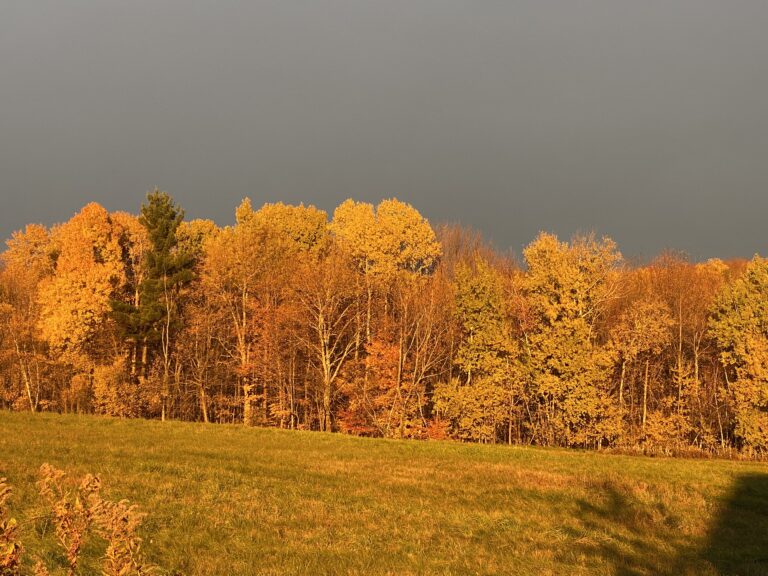 Two Roads Diverged in a Wood