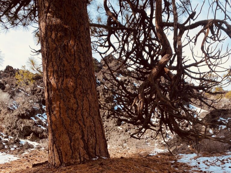 Two Pines: Two Ways of Gratitude