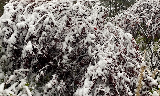 Shake Off Our Heavy Snow