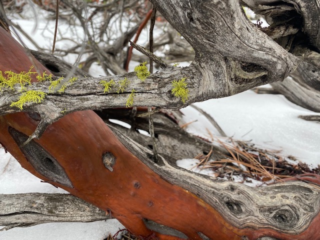 Walk Slowly, and Bow Often