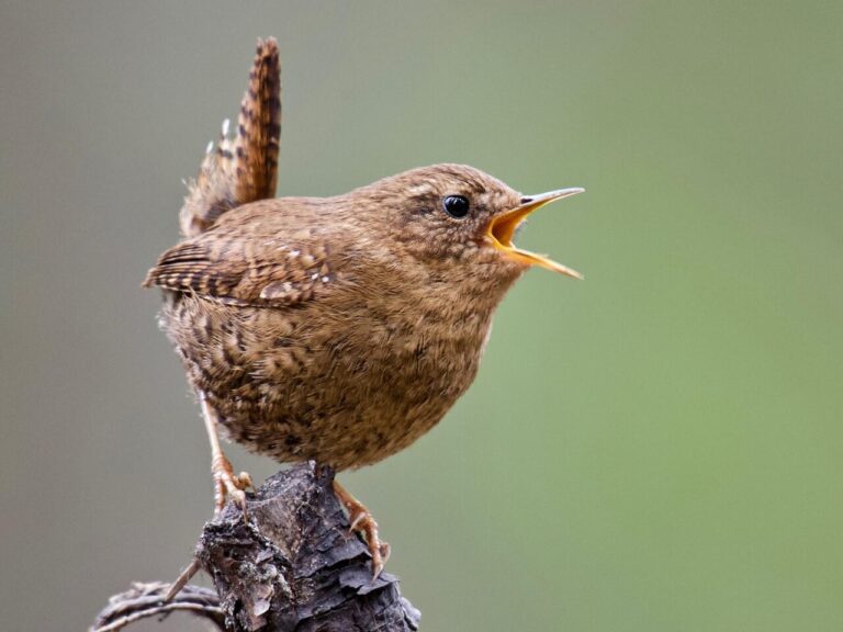 Pacific Wren: Virtuoso of Spring in the Ancient Forest