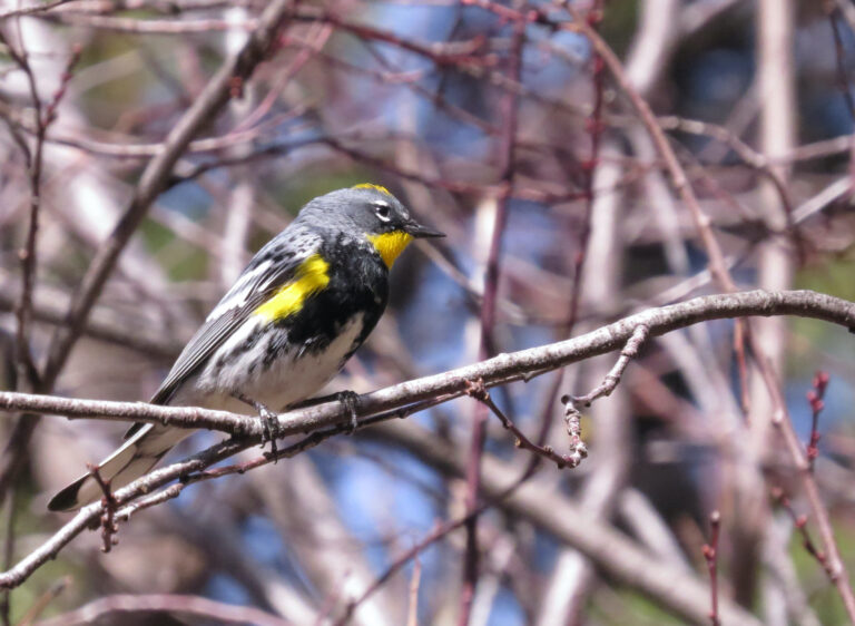 The Origin is the Confluence