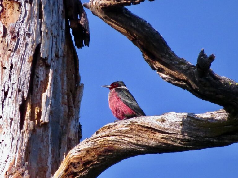 Lewis’s Woodpeckers –What Makes a Forest Whole