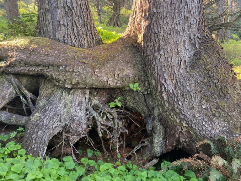 Protect our Wise Forests: the “Immanent Groves”