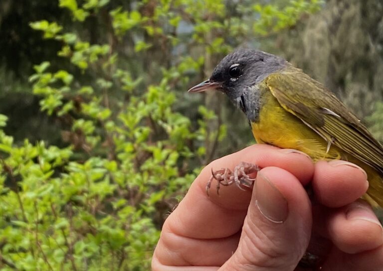 What do Birds  Ask of Us?