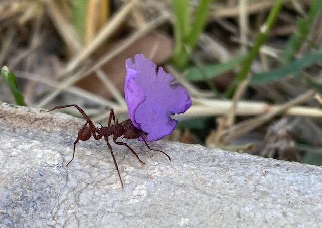 Yucatán Return- Attending to Small Wonders