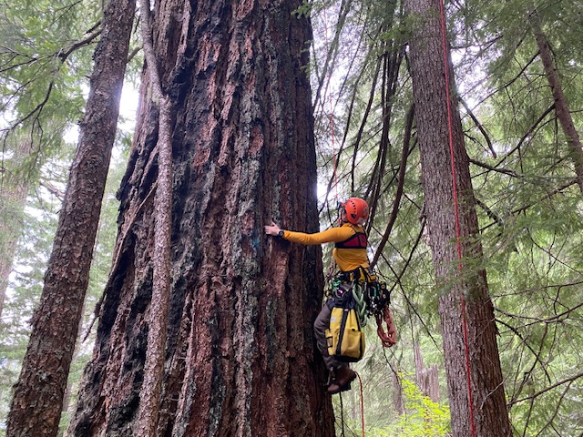Andrews Forest Burns as Birdwatching Magazine Ends with Nina Ferrari’s Story