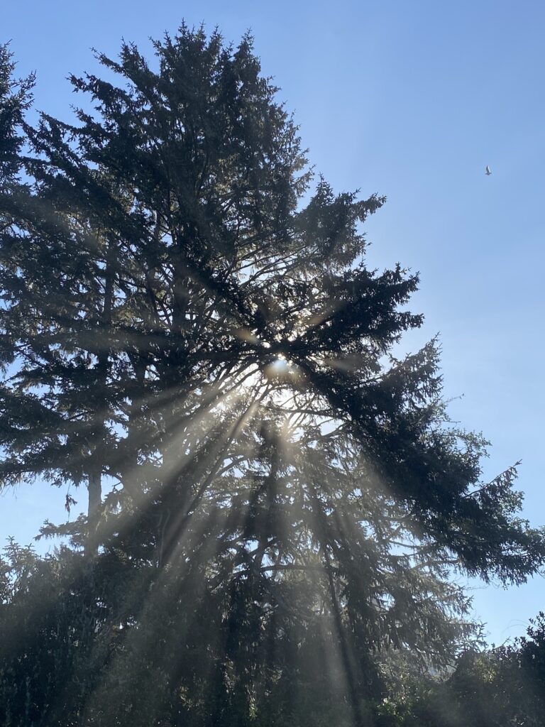 solstice poetry for the light