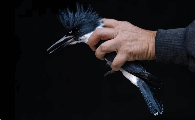 Colliding into Glass