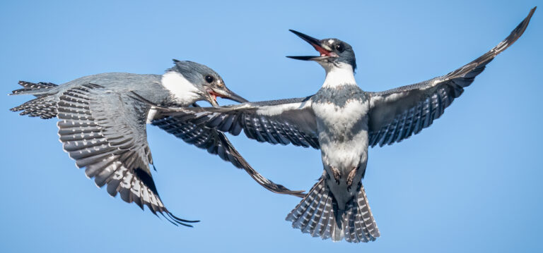 A Kingfisher Runs Through It