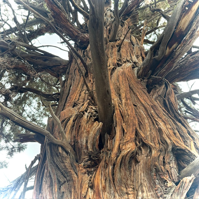 Wisdom of Ancient Western Junipers
