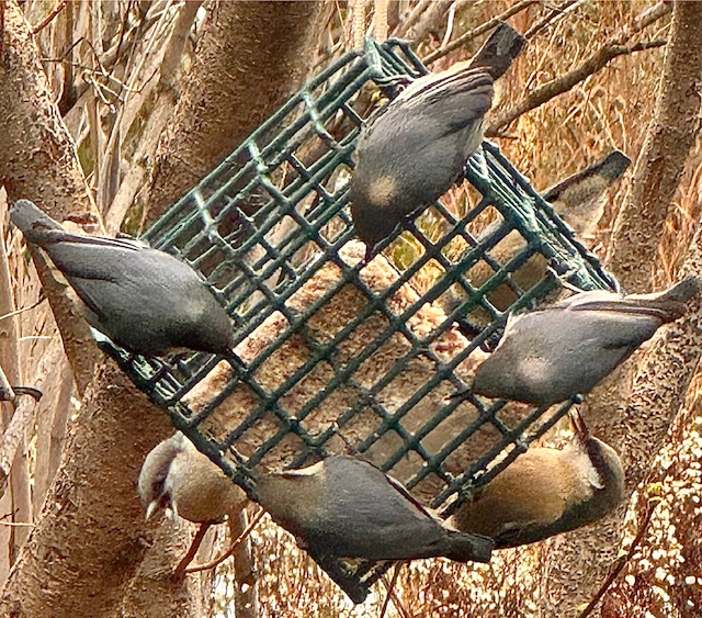 A Carousel of Pygmy Nuthatches